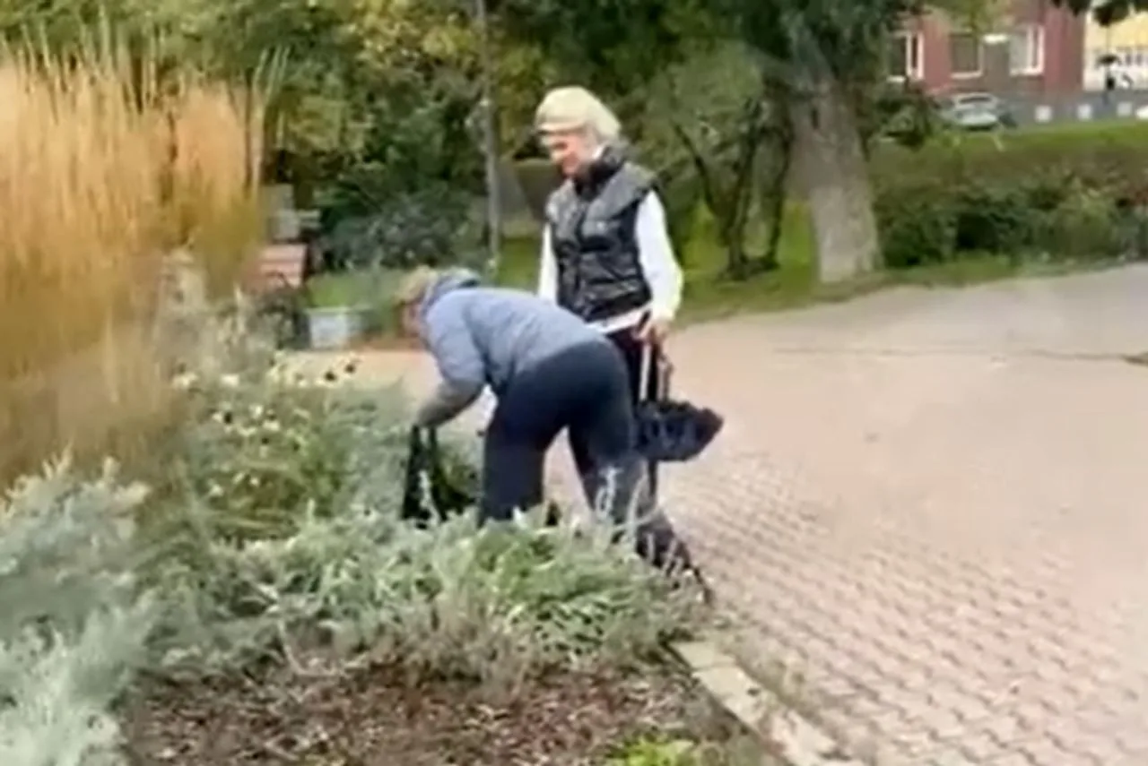 Две женщины выкопали растения из цветника в Иванове 🌼