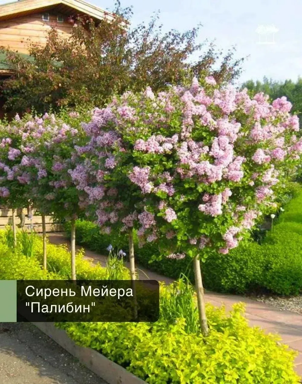 🔥🔥РАСПРОДАЖА! Сирень Мейера «Палибин» на штамбе - последний саженец всего 3000 руб.!🔥💜

Одна из 