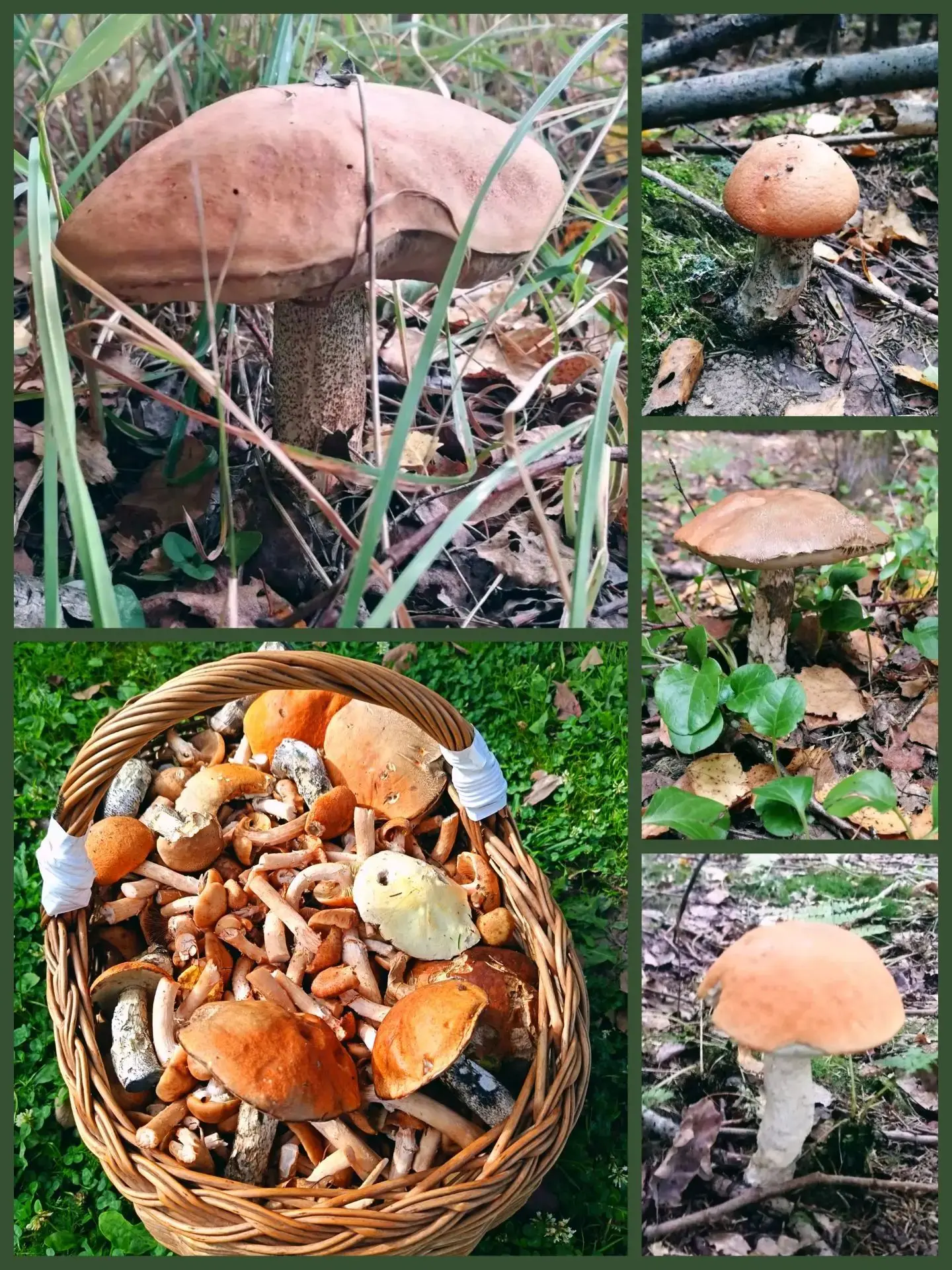 "Охота" удалась! 🌳