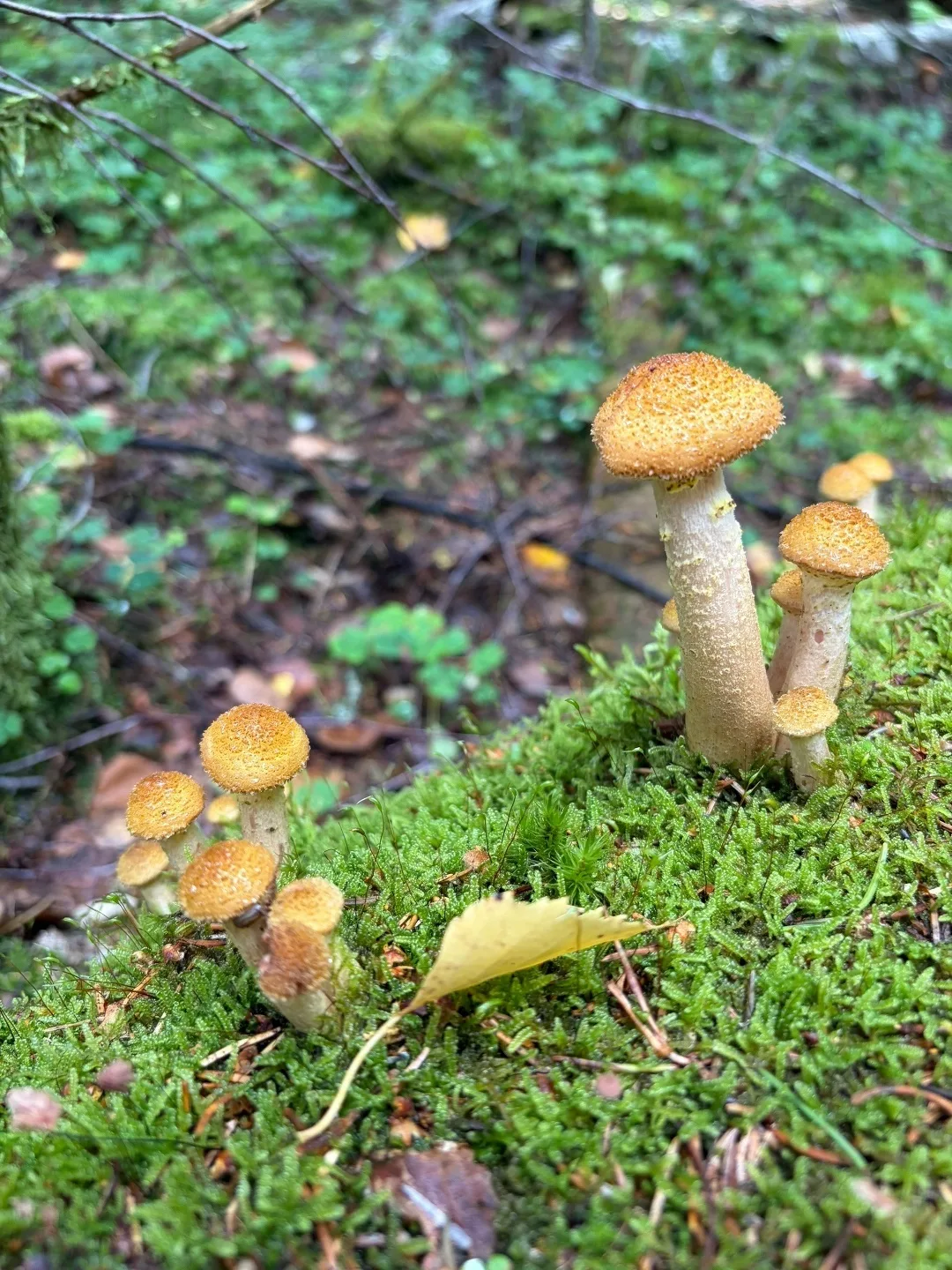 🍄 «Те самые, под бабушкин рецепт»: в Калининградской области пошли осенние опята