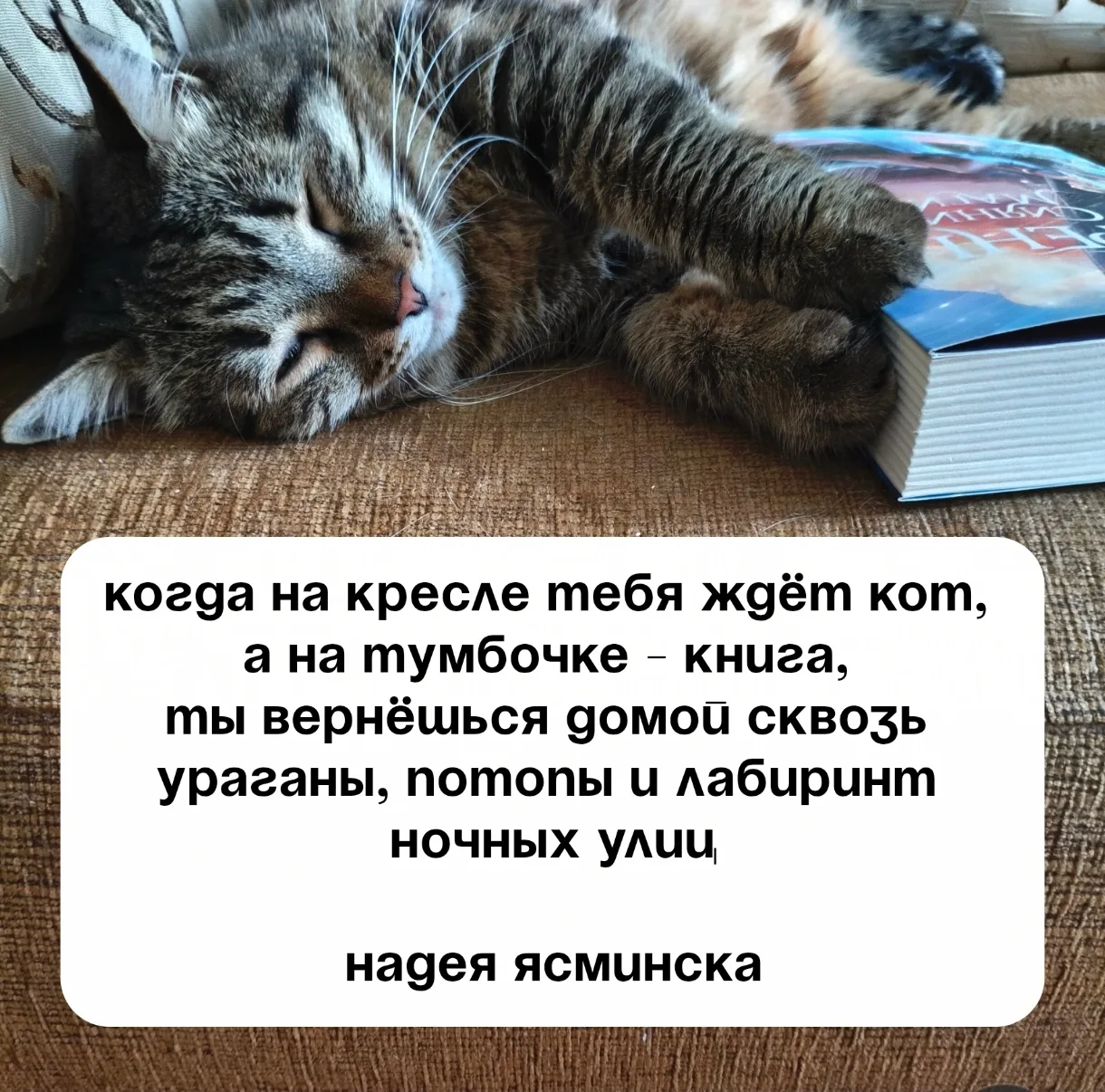 ♥️ Если ждёт чудесный пёс - тоже!️
А кошечка на фото - моя!