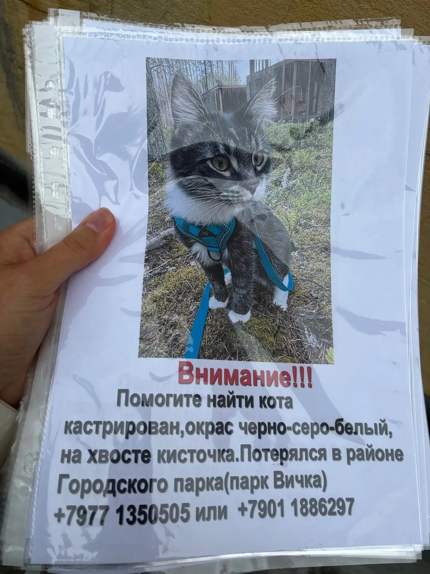 Опубликуйте, пожалуйста 🙏🏻
19.06.2026 в Городском парке «Вичка» потерялся кот.
Крупный, кастрирова
