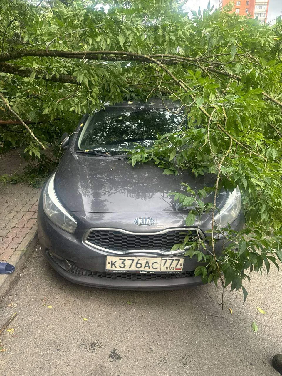 В Заречье дерево рухнуло на автомобиль.

Сегодня в регионе сохраняется сильный ветер. Порывы могут д