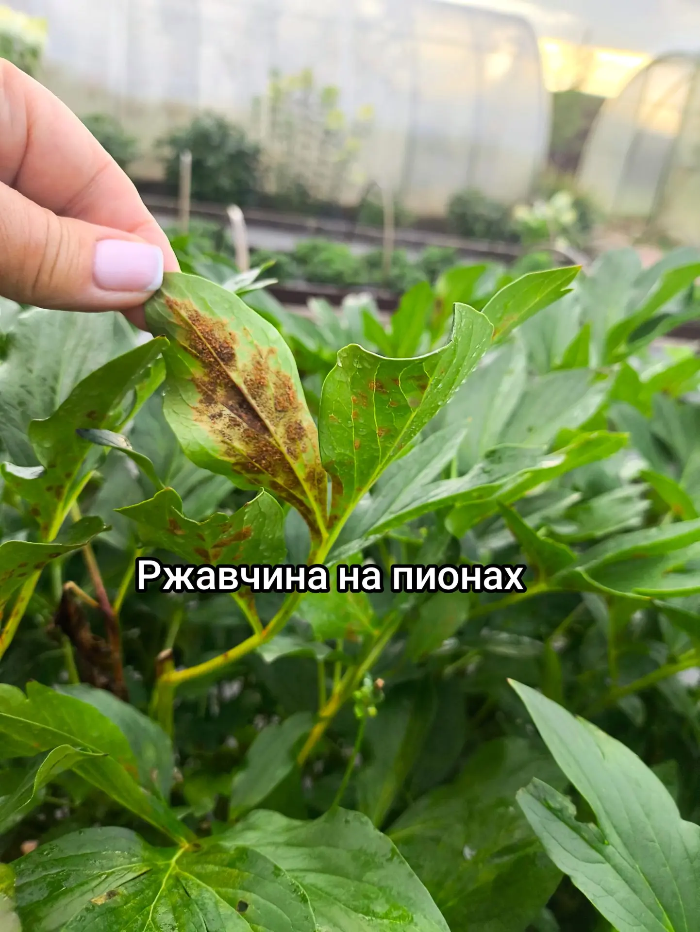 РЖАВЧИНА НА ПИОНАХ!