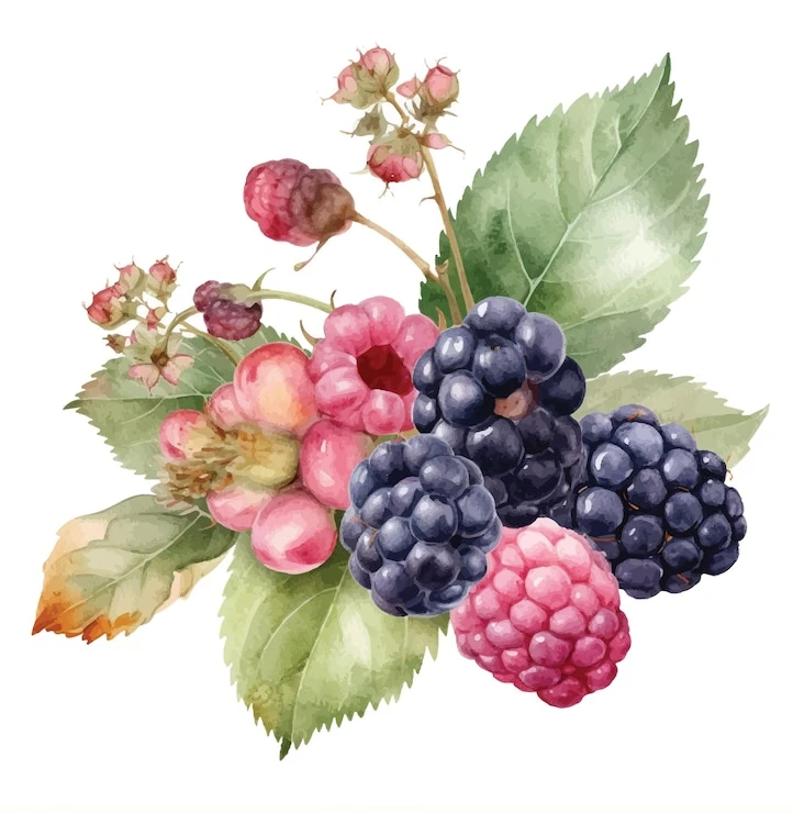 🍒🍏Летний сезон. Польза ягод для здоровья.

Почему ягоды необходимо включать в рацион не только лет