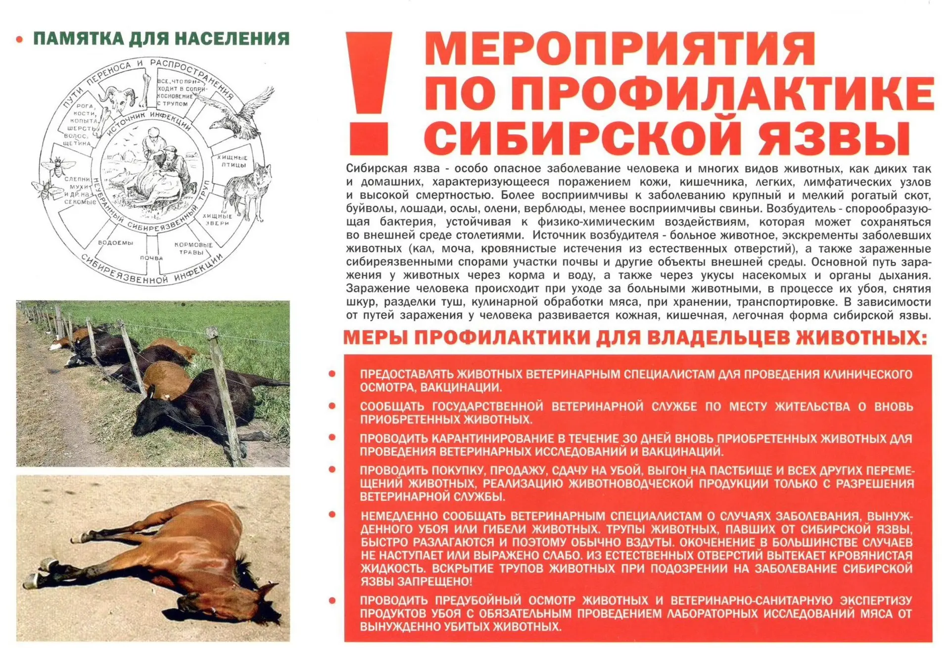 ☣Сибирская язва является одним их самых опасных инфекционных заболеваний.

🐃Инфекцией болеют как се