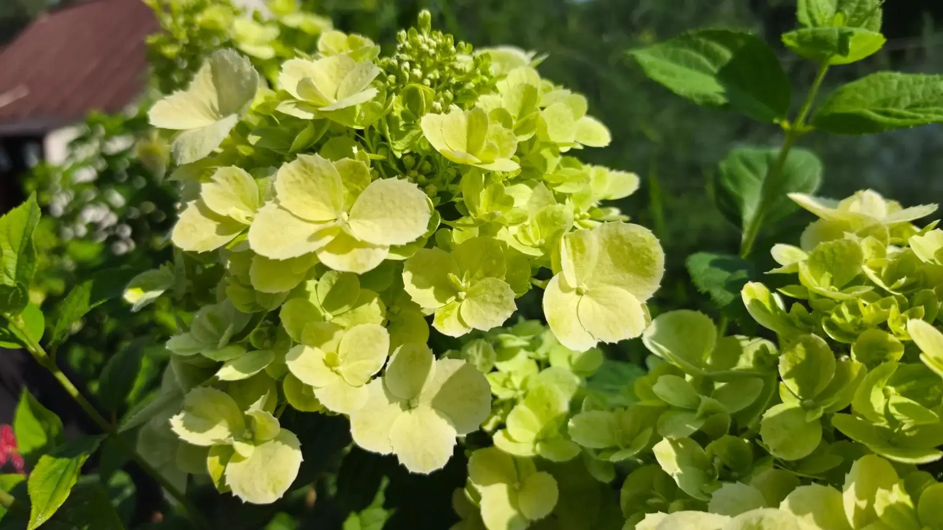 🌸 Серия Блюмулус пополняется — зацвела Кумра!

Ещё один сорт из серии Блюмулус показал себя. Или, т