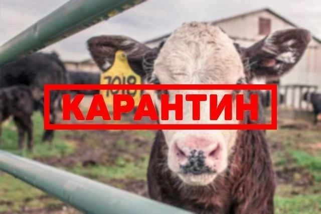 Карантин снят: в Новосибирской области возобновили торговлю мясом и перевозку скота 🐄✅

В регионе о