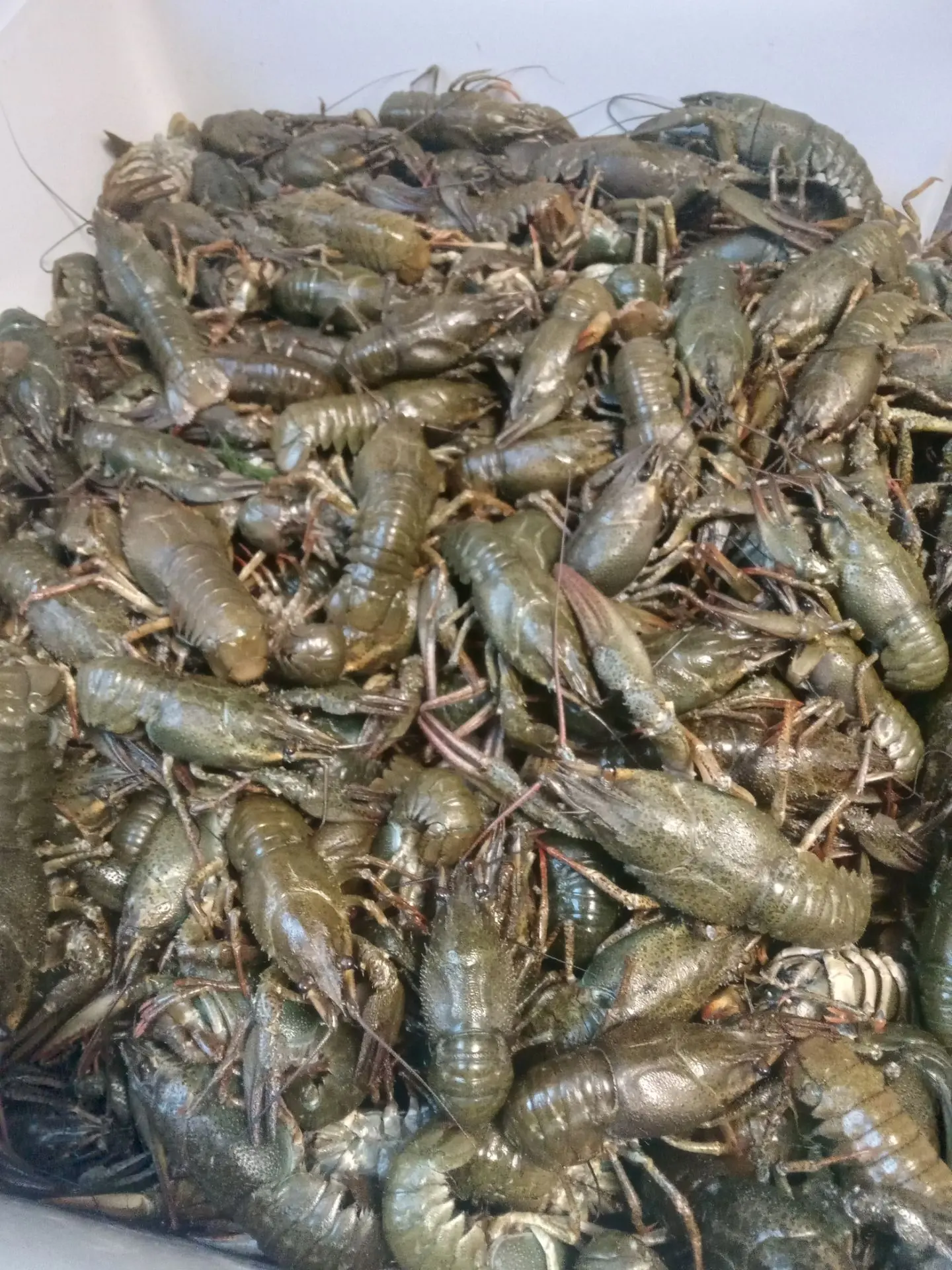 Продаются живые раки