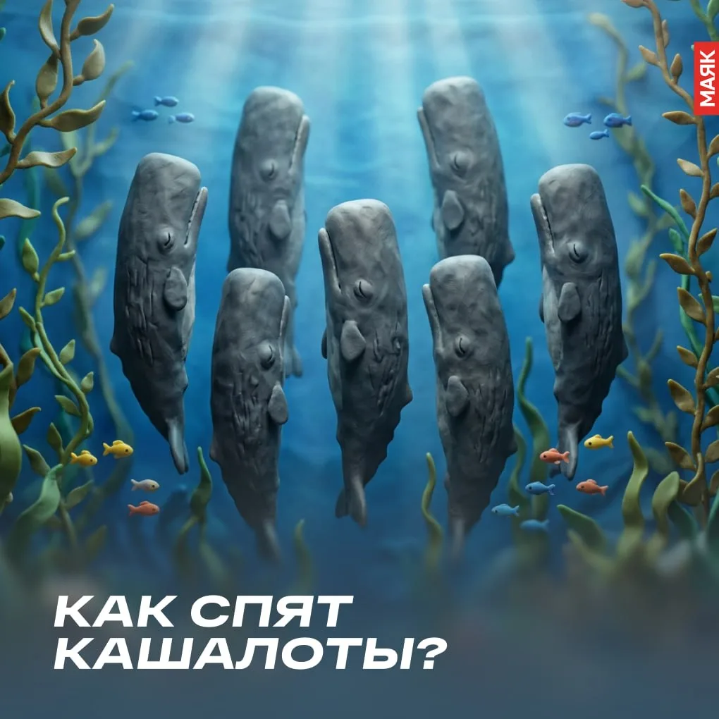 А вы в курсе, что кашалоты спят...вертикально!

Обычно они зависают в воде головой вверх или вниз. Т