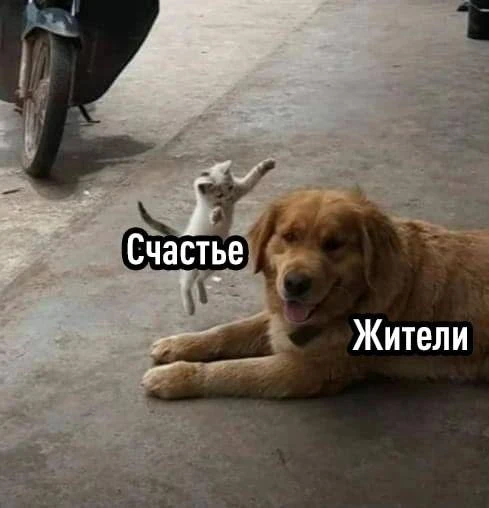Чем больше домашних кошек в стране, тем счастливее ее граждане — исследование. Ученые с...
