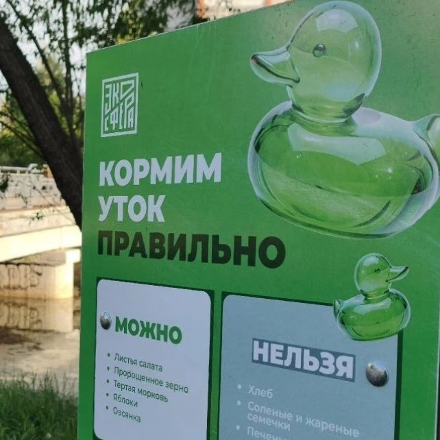 Подкармливать уток запретили в Городском саду и парке Победы  В ЦПКиО места для кормления птиц перен
