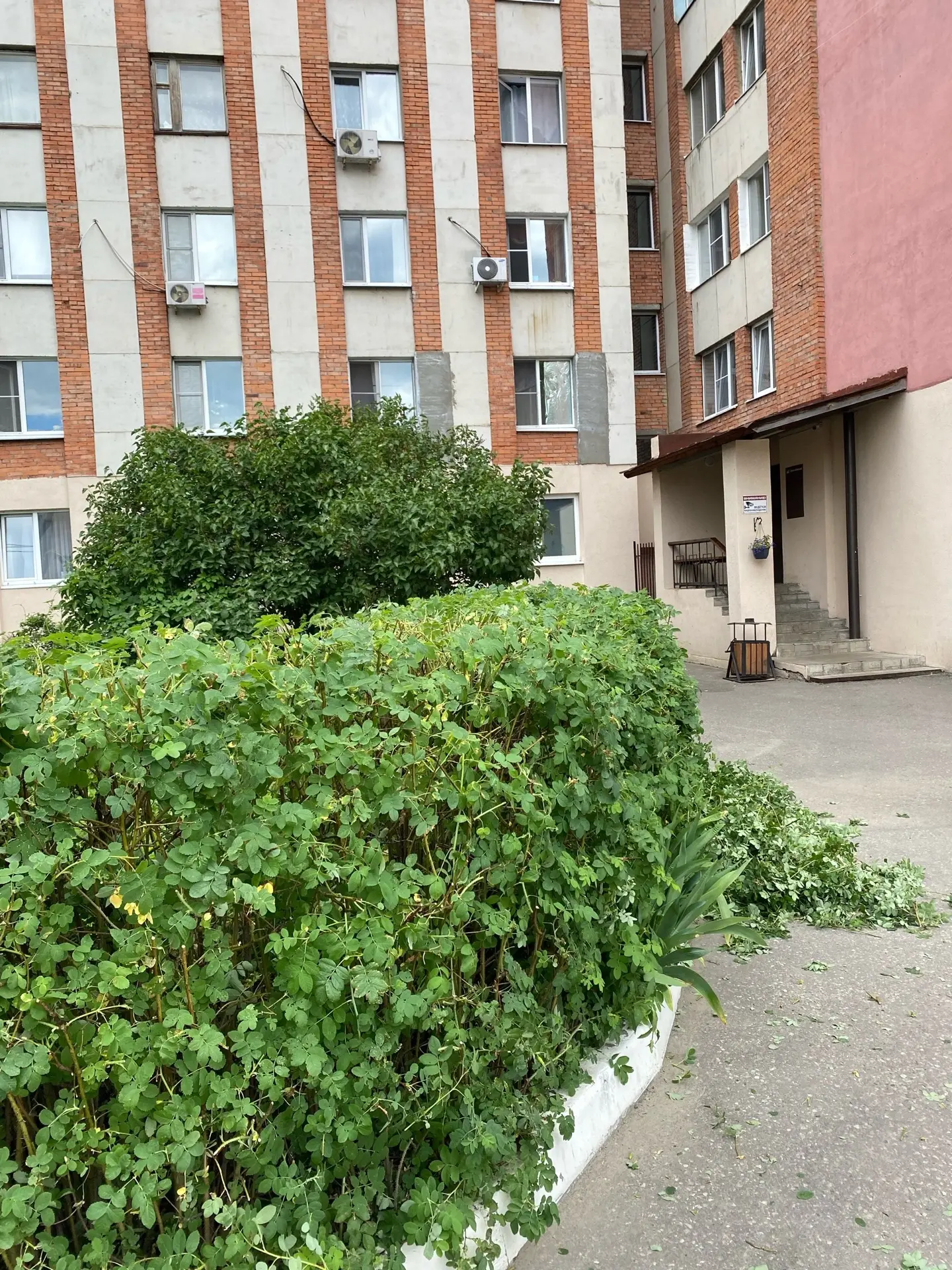 📍 мкд ул. Суворова д. 169А
✅ Произведена фигурная стрижка кустов, формирование живой изгороди✂️

📍