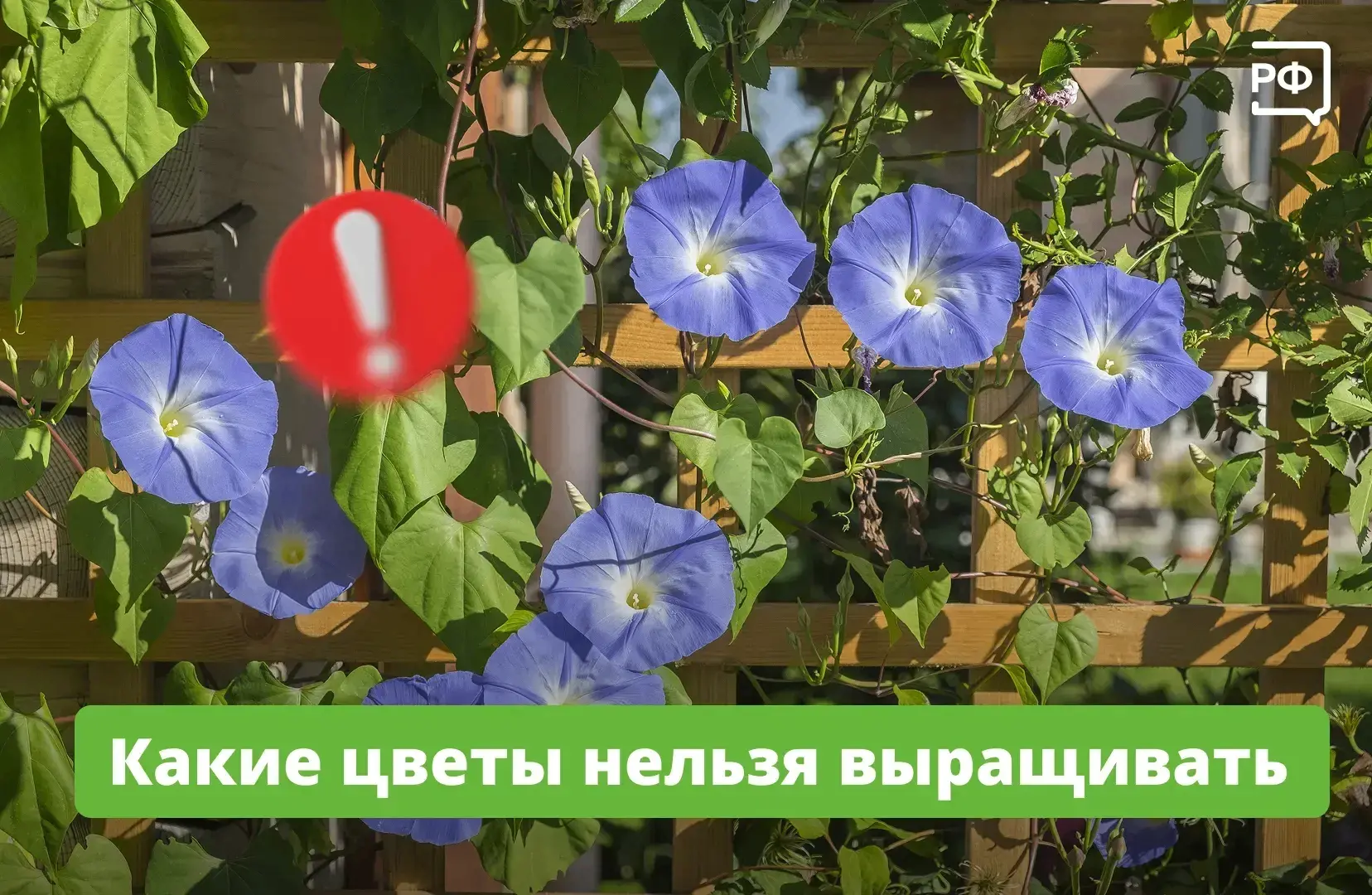 🌺Цветы на даче должны быть красивыми и безопасными. В МВД отметили, что никаких новых запретов не в