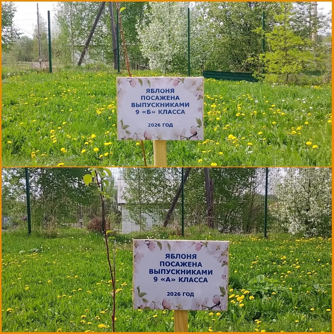 🌳 В нашей школе появилась новая добрая традиция!