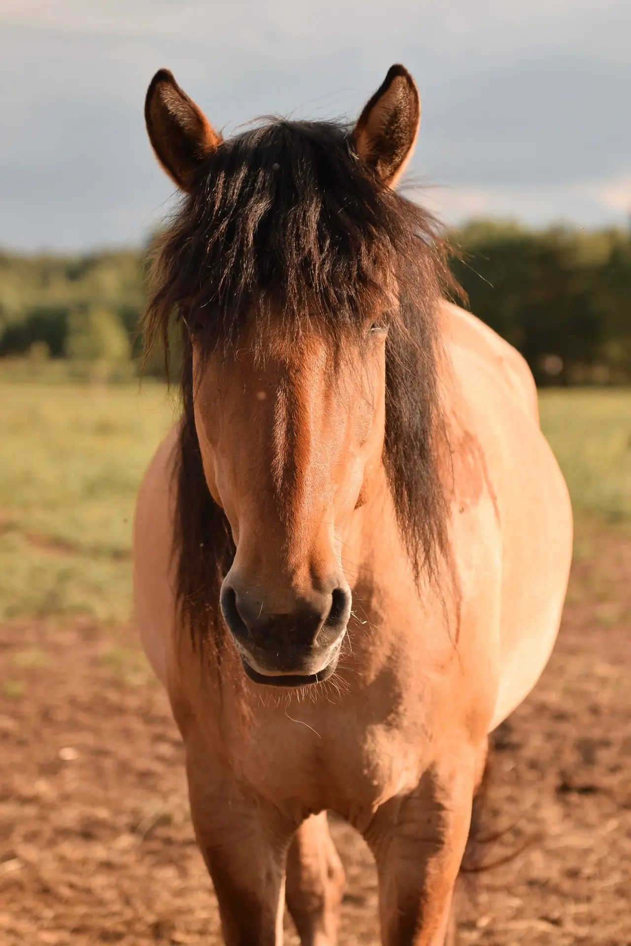 🐎8 фактов про Башкирскую породу🐎