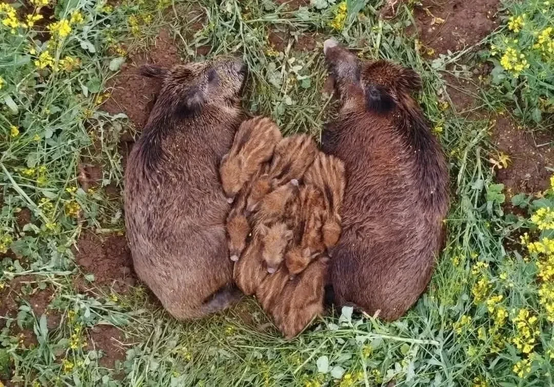 🐗 В сибирском лесу заметили семейство спящих кабанов