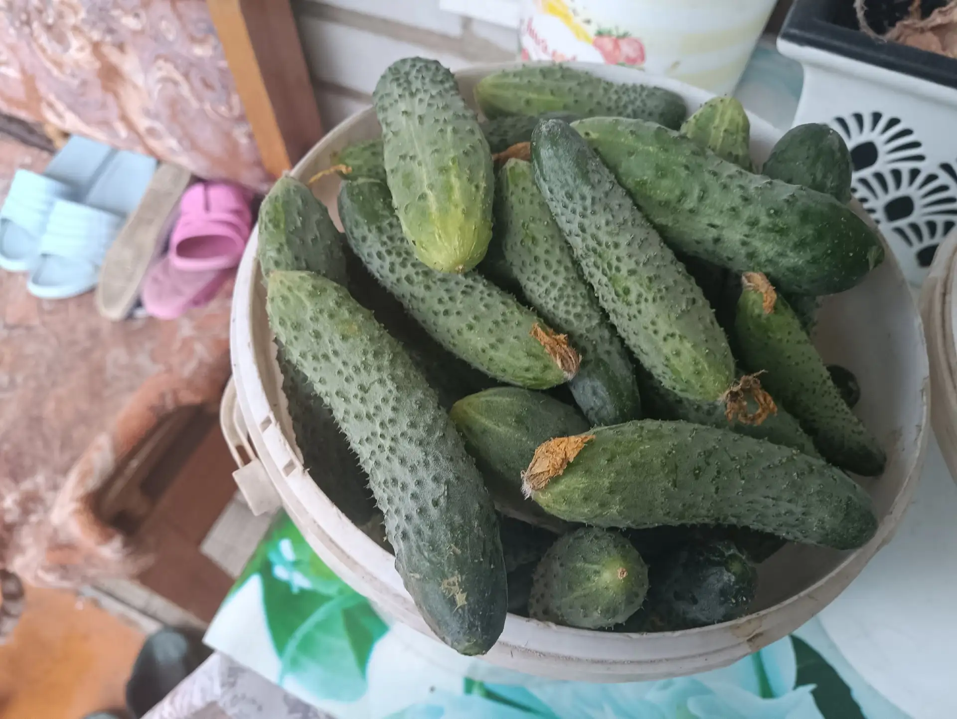 Продам огурцы 90 руб за кг