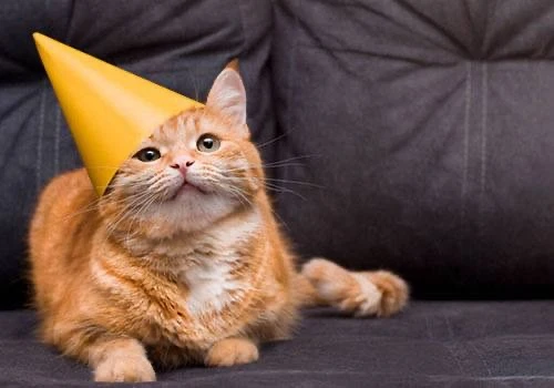 😻 Сегодня отмечается Международный день кошек