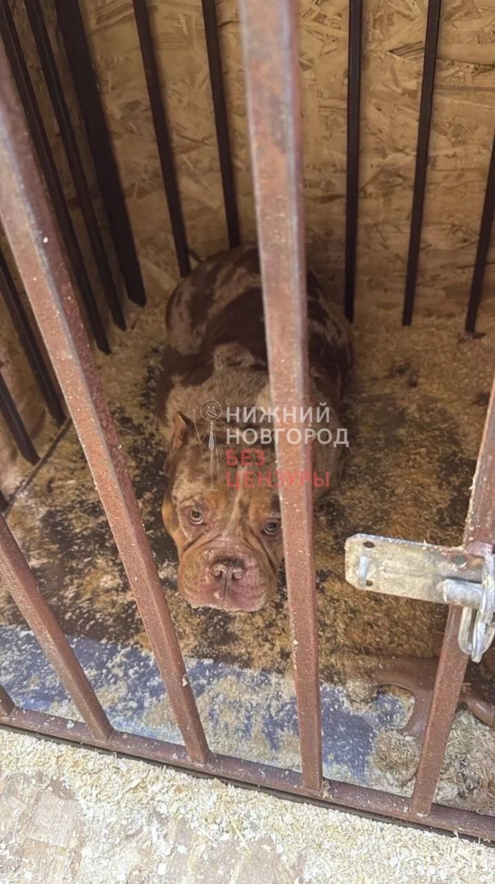 🐕 Элитный питомник американских булли в Дзержинске оказался живодёрней  Зооволонтеры забили тревогу 