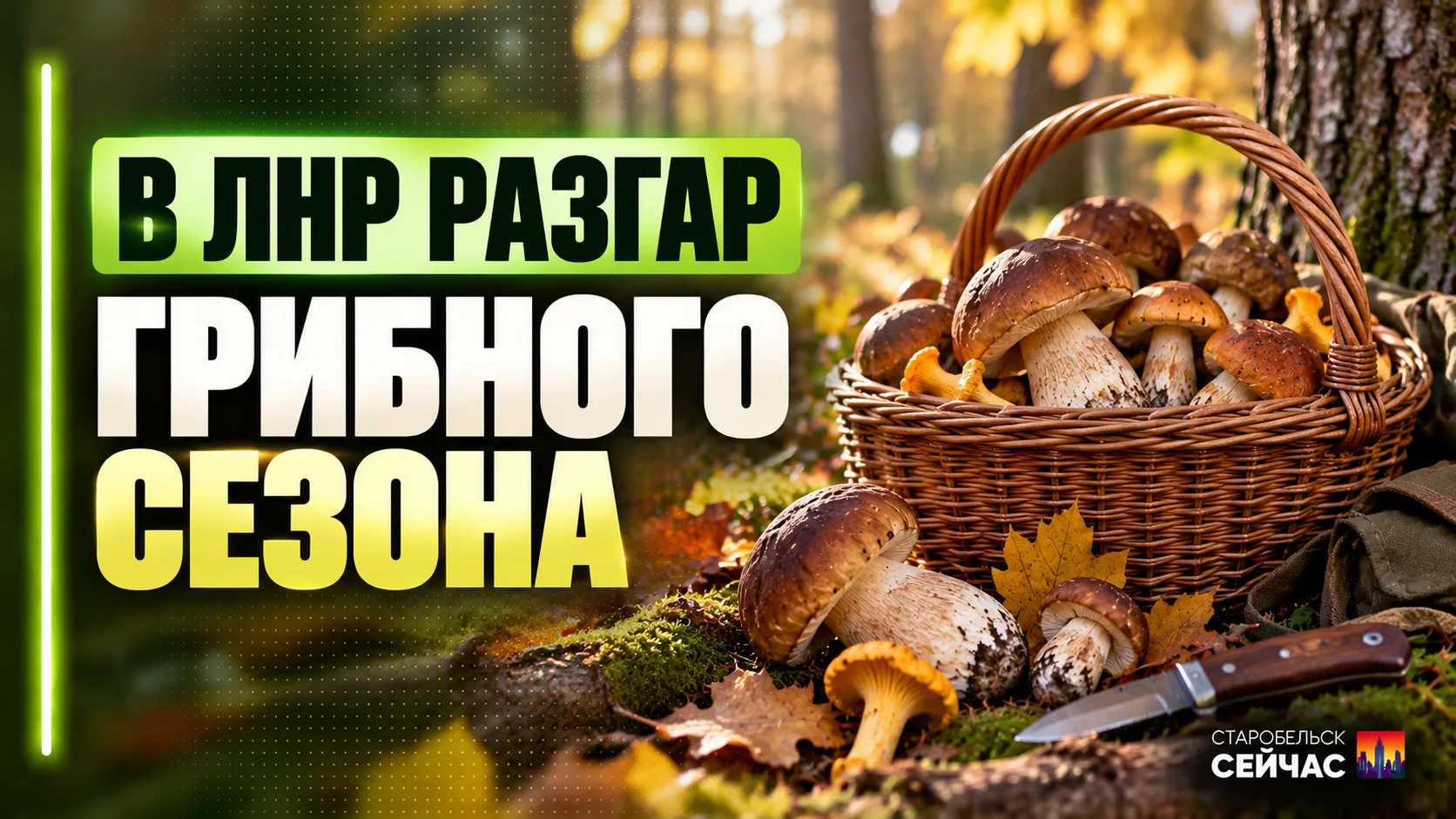🍄 Грибной сезон глазами старобельчанки