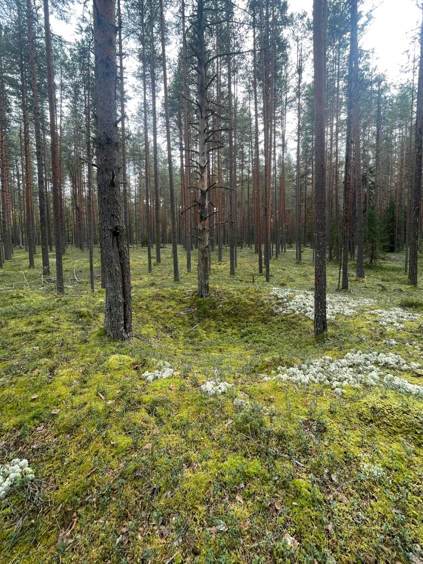 Снова наткнулись на идеально ровную воронку посреди глухого леса. Яма как по линейке, г...