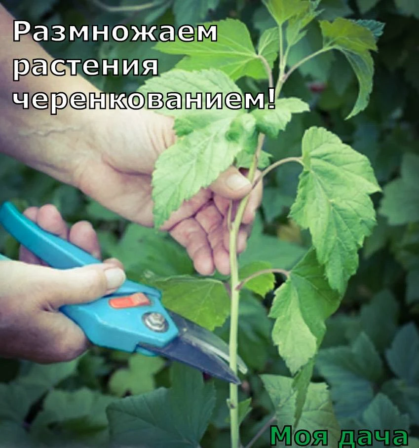 Размножаем растения черенкованием 🌱
