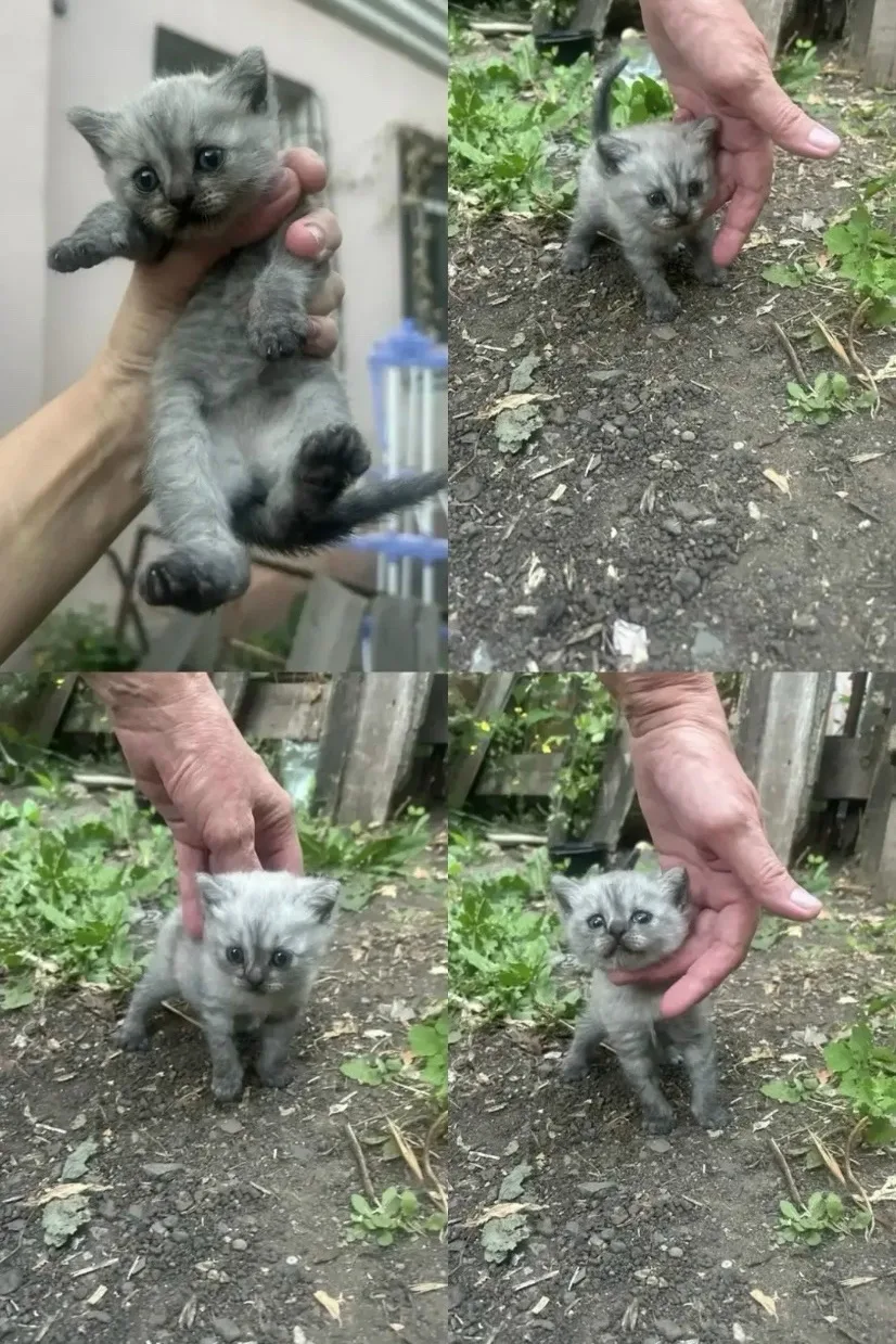 Котёнок находится в Оренбурге. С без домной кошкой на улице. Кому понравился, привезём....