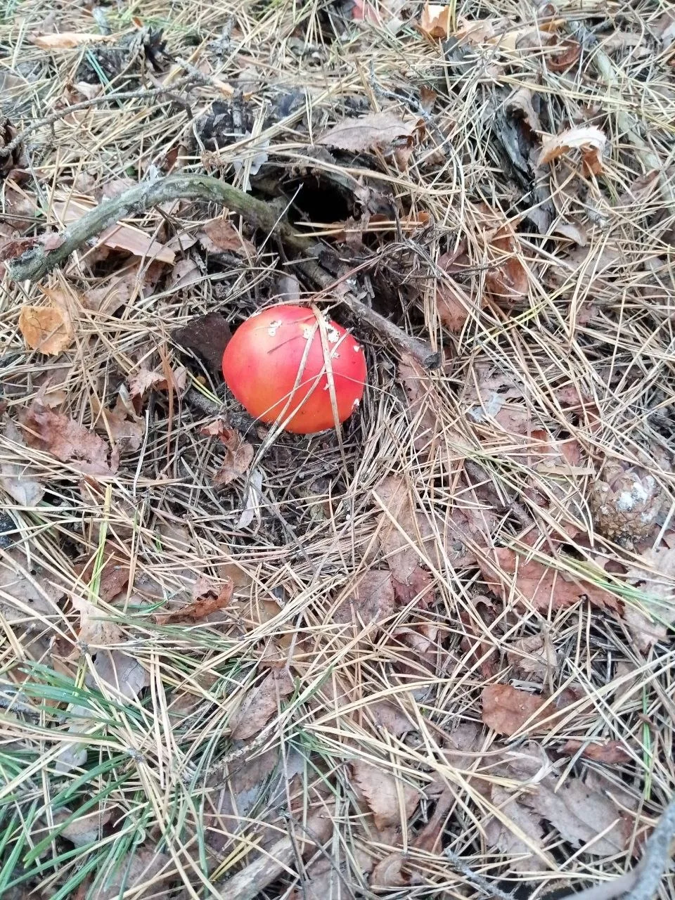 Добавим в ленту осенних красок. 🍁