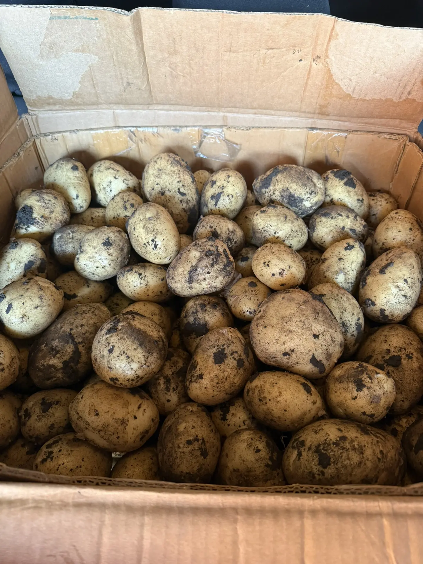 Продаю молодую картошку сорт Коломба 2 урожай цена 40₽ за кг Старовеличковка звоните по...