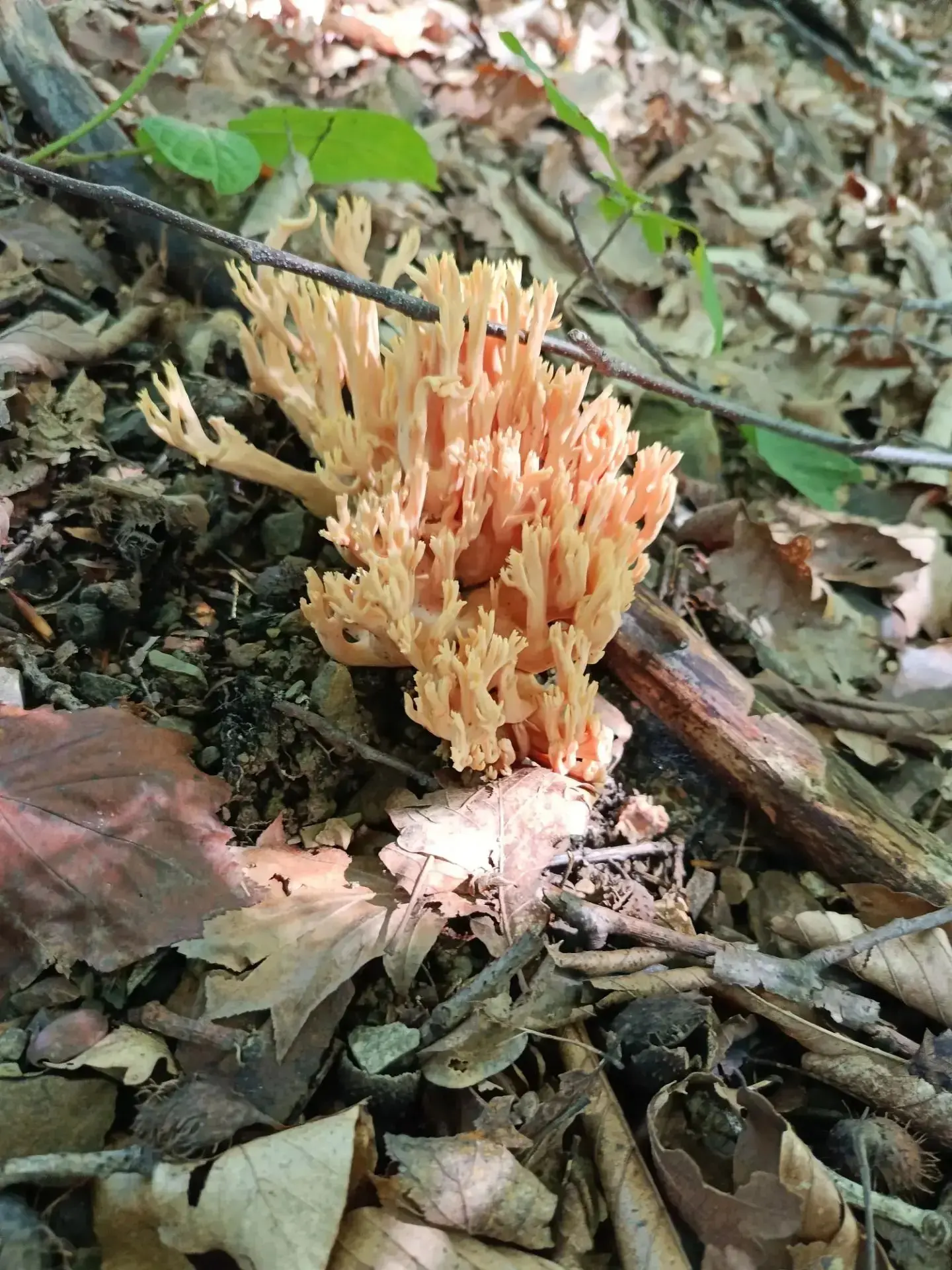 🍄 Оленьи рожки: необычные съедобные грибы встречаются в лесах Сочи