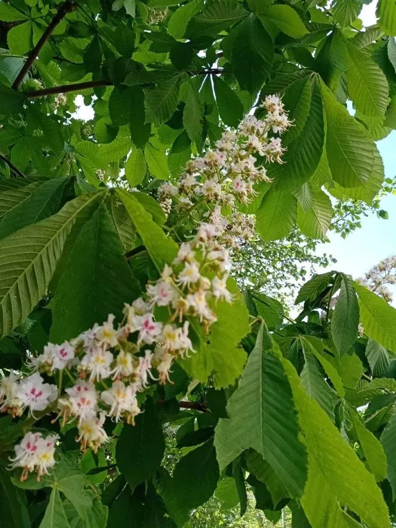 🌸 В Павшинской Пойме распустились каштаны   Подписаться на @krasnogorsk_oblast