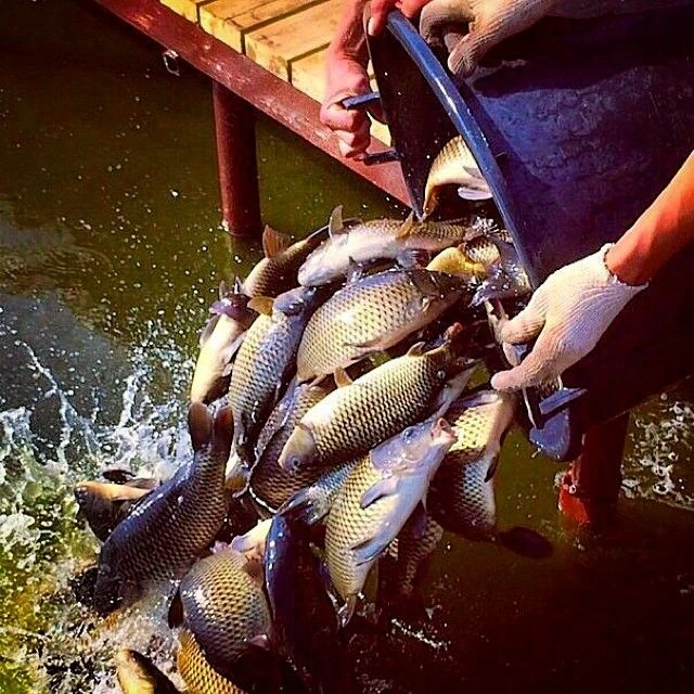 7️⃣ сентября - день рыбовода! 🐟