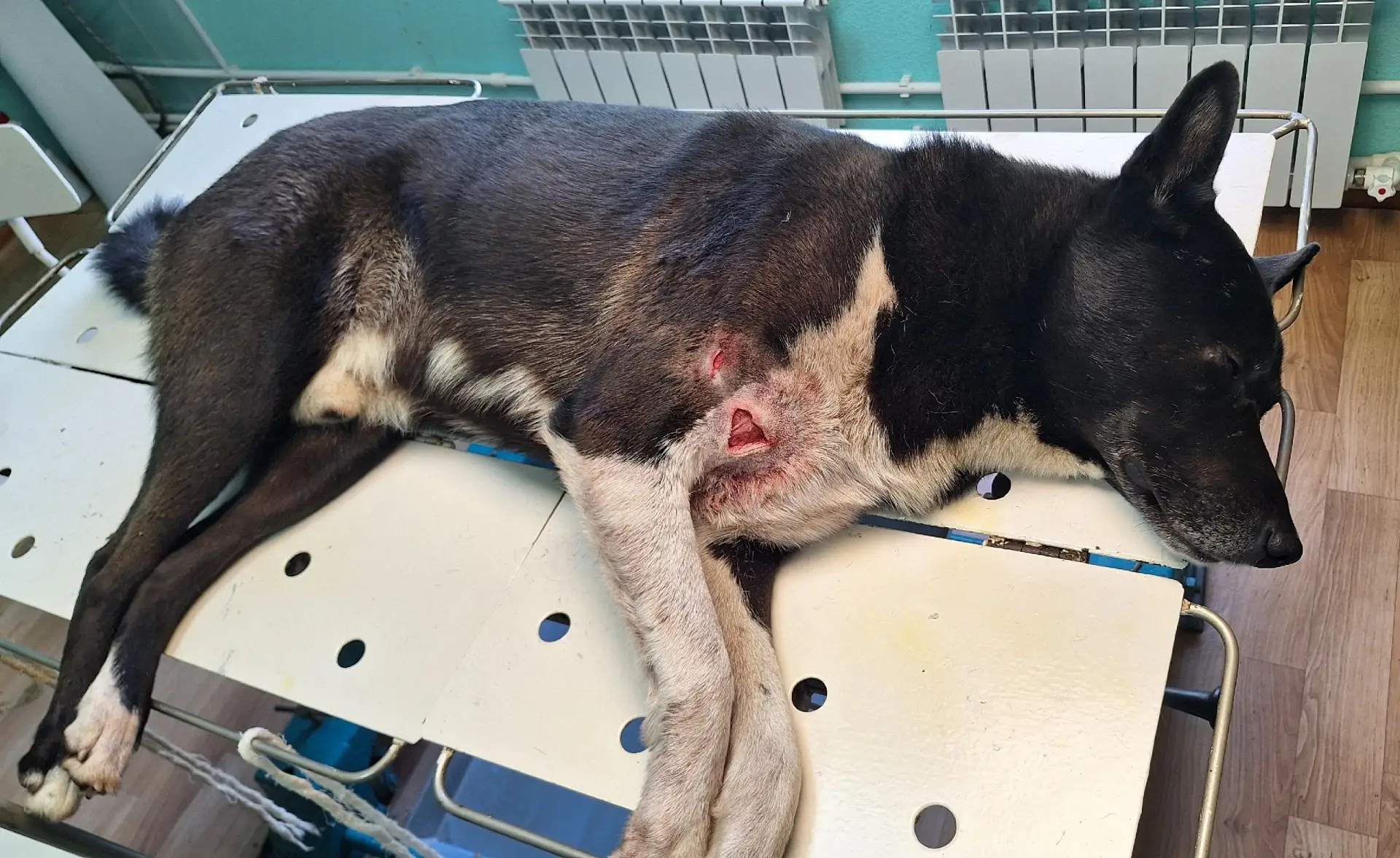 🐕🦦В один из дней отважный пес Аркадий столкнулся в схватке с бобром — и эта встреча н...