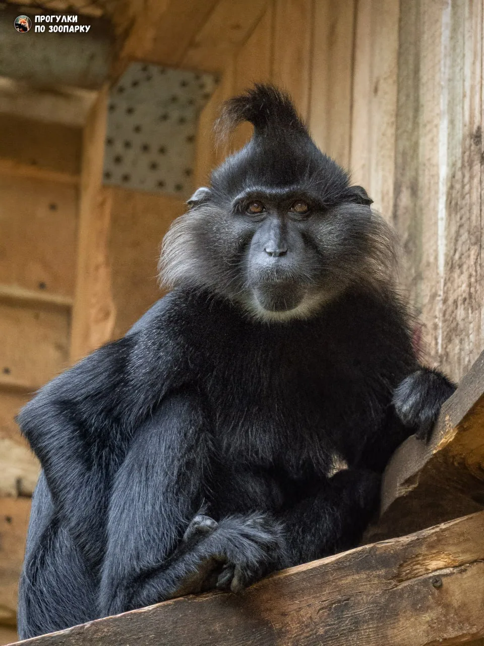 Черный мангобей🐒