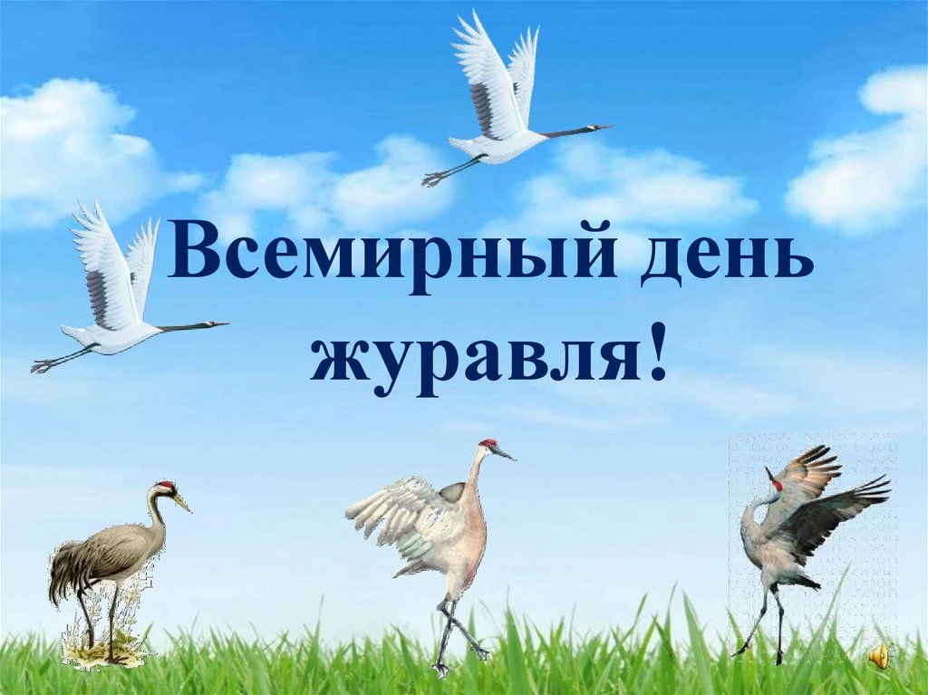 ✨🕊️Сегодня в нашем детском саду прошёл экологический праздник — Всемирный день журавля...