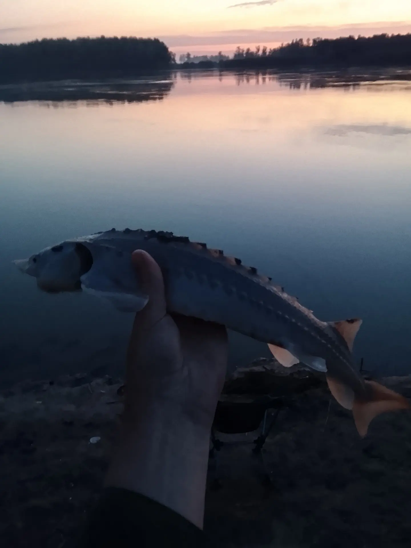 «Проверенная болотинка» 🐟 Рыбаки похвастались уловом карасей, окуней и щук в Алтайском крае.

Кадра
