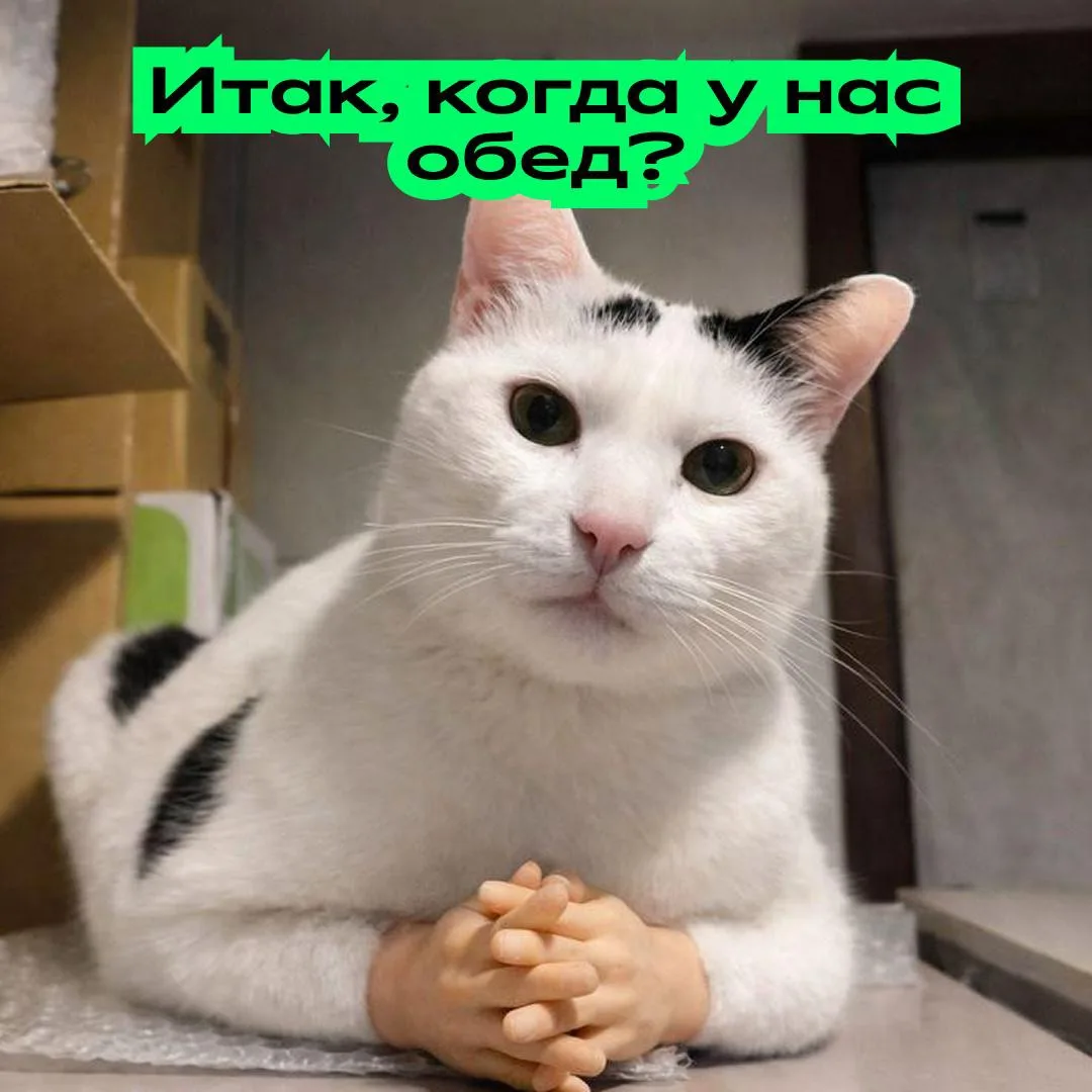 Твой кот через 0,001 секунды после еды.

Как удачно, что сегодня День лапок. Побалуй своего питомца 
