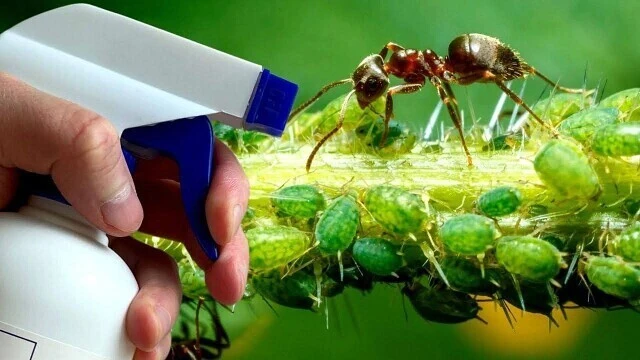 Как бороться с тлёй без химии? 🐜