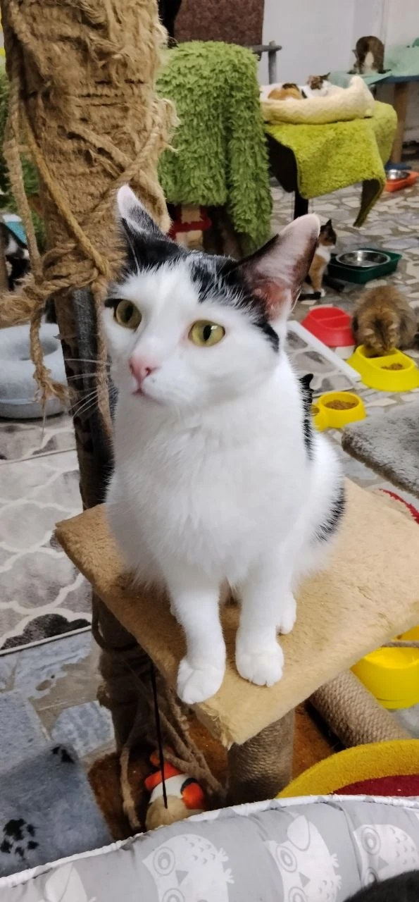 Позвольте представить Вам мальчика по имени Огонёк 🐈‍⬛