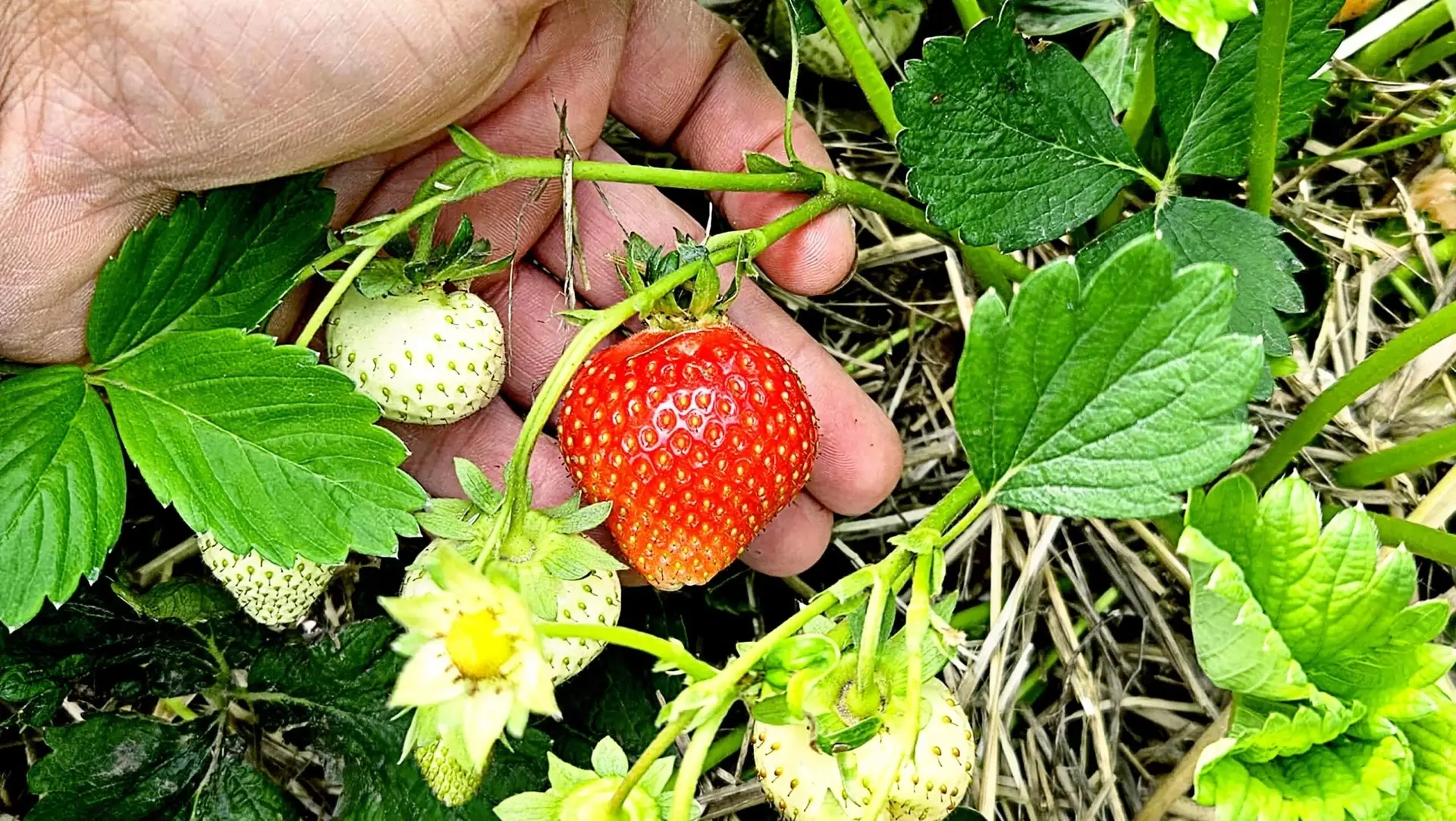 🍓Садовая земляника в Чувашии: ароматные поля и фермерские успехи!

АУ ЧР «Агро‑Инновации» с гордост