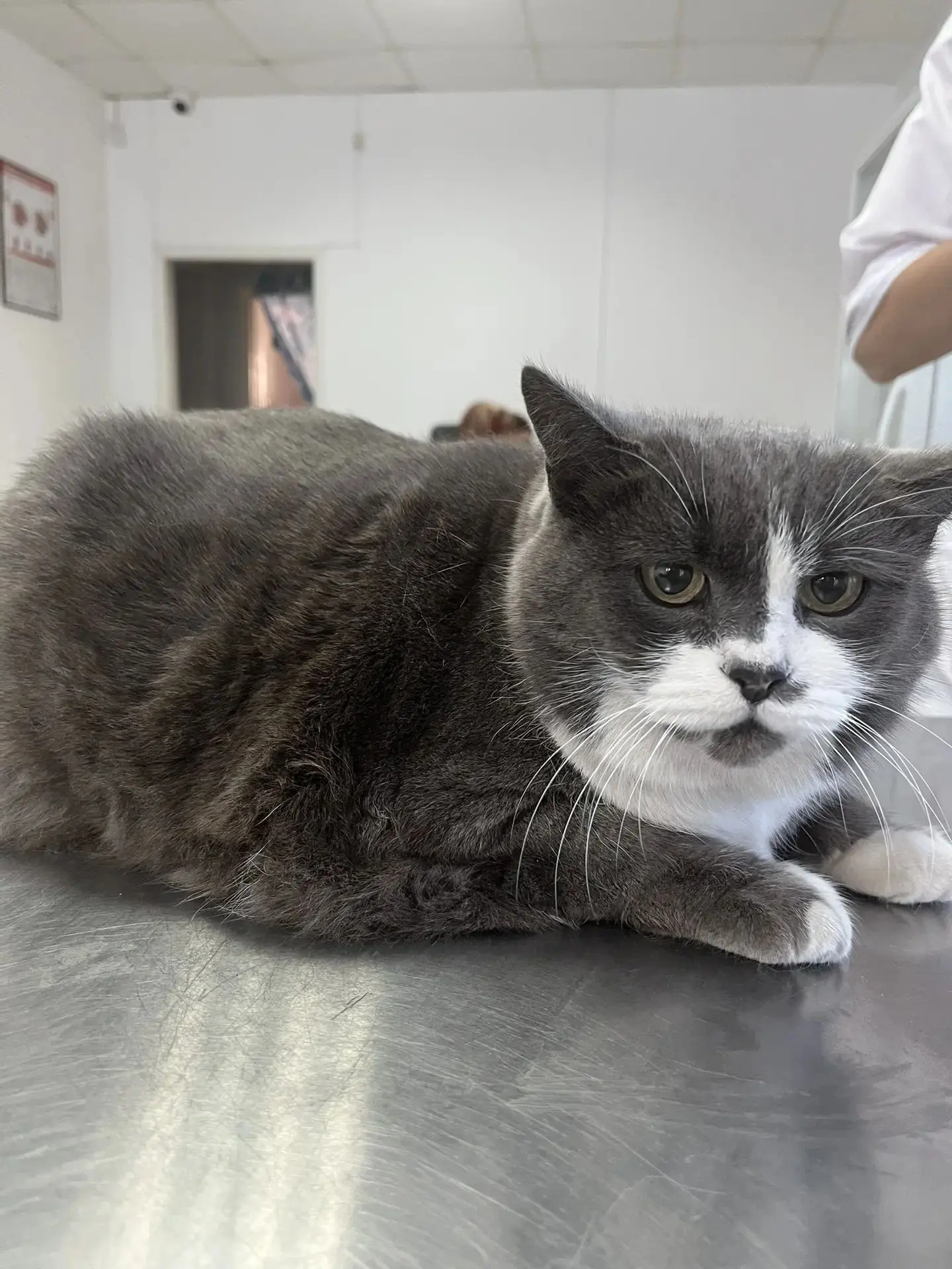 🏥👨‍⚕️🩺Ну что за милота 😻 🩶🤍