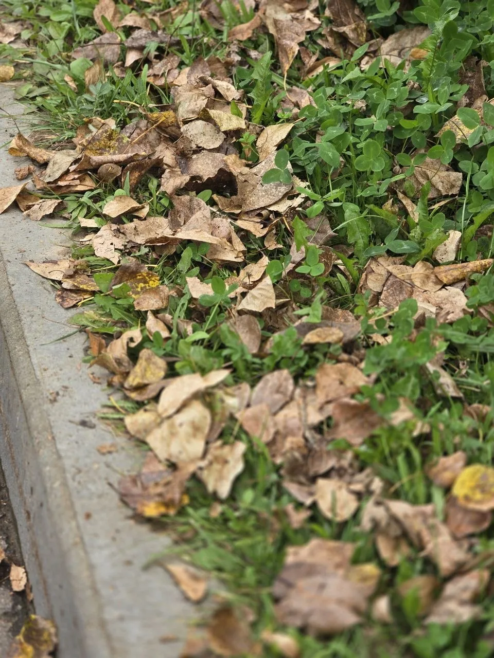 Осень уже на пороге 🍁 Осталось всего 8 дней.