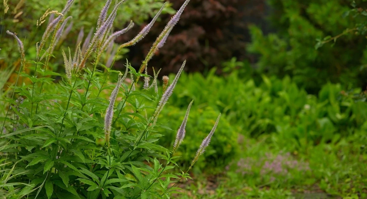 5 решений для сада, которые приживутся на любом участке 🌿✨
Проверено практикой студии ART Story: кр