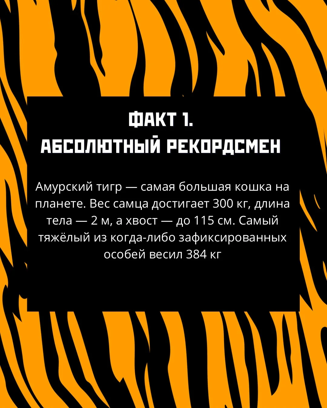 Полосатый великан: интересные факты о самых больших кошках планеты к Международному дню тигра

Ежего