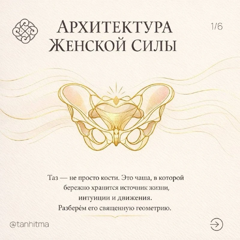 ▫️Ваш таз — это 21 пара мышц, которые ждут своего пробуждения

Долгое время в учебниках анатомии таз