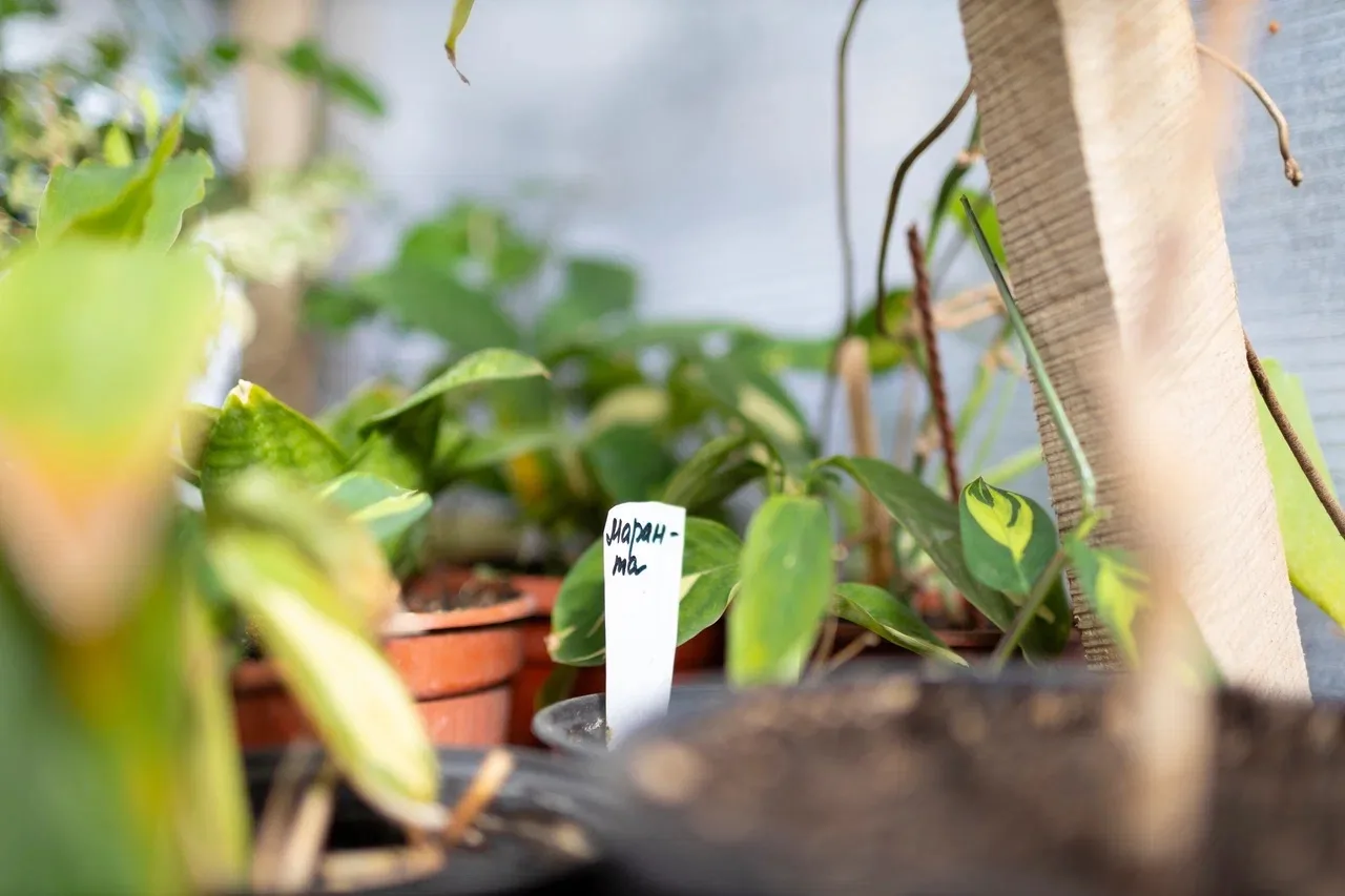Готовимся к весенней высадке цветов на городские клумбы.   🌱В теплицах «Зеленстроя» работа идёт полн