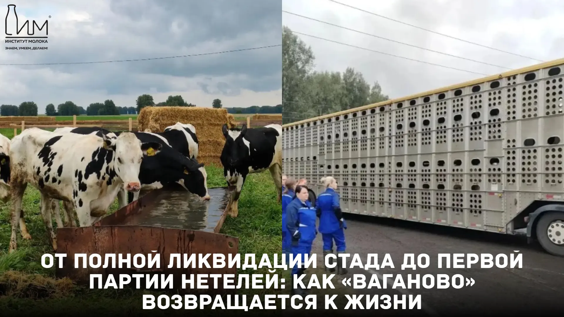 💔 От полной ликвидации стада до первой партии нетелей: как «Ваганово» возвращается к ж...