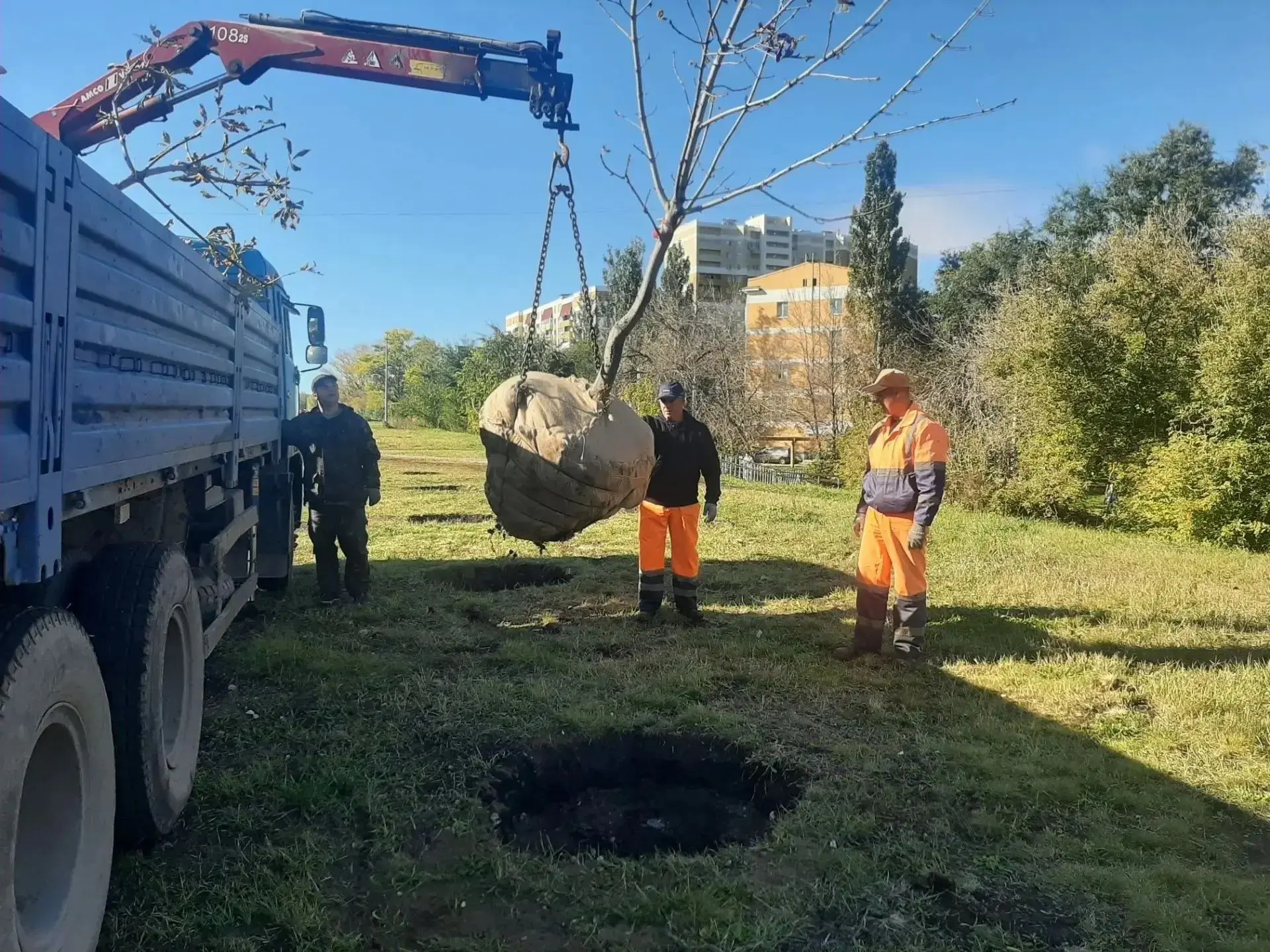 🌳 До конца октября в Самаре высадят 100 деревьев