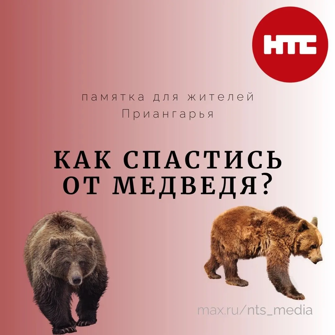 🐻 Как спастись от медведя?